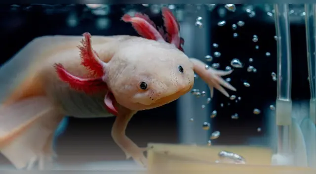 Ajolotes modificados revelan que un fármaco contra el acné podría regenerar extremidades.