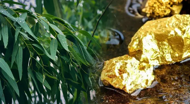 Descubre cuál es el árbol que extrae oro desde la raíz hasta las hojas.