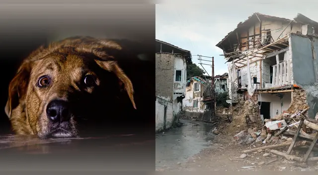 ¿Los perros tienen sensores sísmicos naturales? Esto es lo que dice la ciencia.