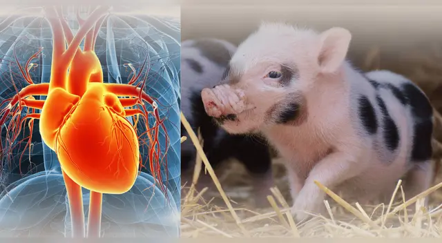 ¿El fin de las listas de espera? Crean corazones con células humanas en embriones de cerdo.