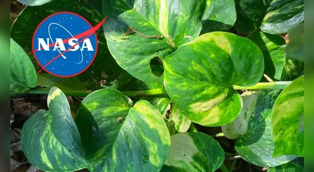 Esta planta te podría salvar la vida: elimina hasta el 73% de sustancias cancerígenas del aire, según la NASA. Esta planta te podría salvar la vida: elimina hasta el 73% de sustancias cancerígenas del aire, según la NASA.