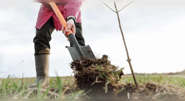 La mujer que encontró un yacimiento de oro en su granja, pero le fue arrebatado por el gobierno.