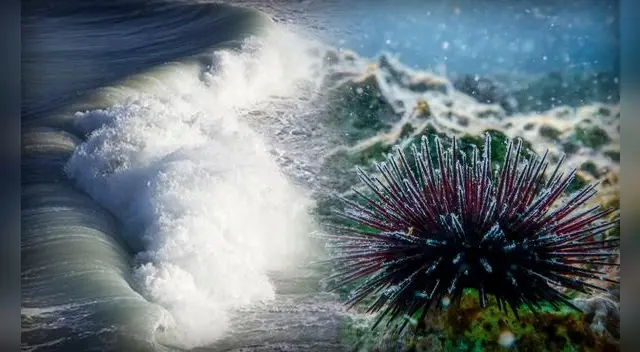 El mar a punto de ser inhabitable: científicos advierten aumento de la acidez en los océanos.