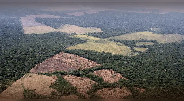 Amazonía peruana pierde bosques que equivalen a 11 veces el tamaño de Lima. Amazonía peruana pierde bosques que equivalen a 11 veces el tamaño de Lima.