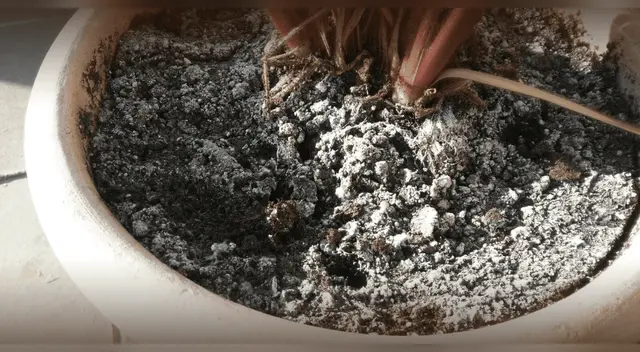 ¿Por qué se origina una superficie blanca en la tierra de las plantas?