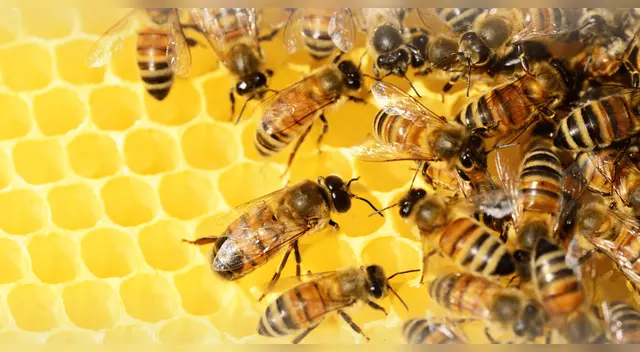 BeeHome: la primera colmena creada con inteligencia artificial.