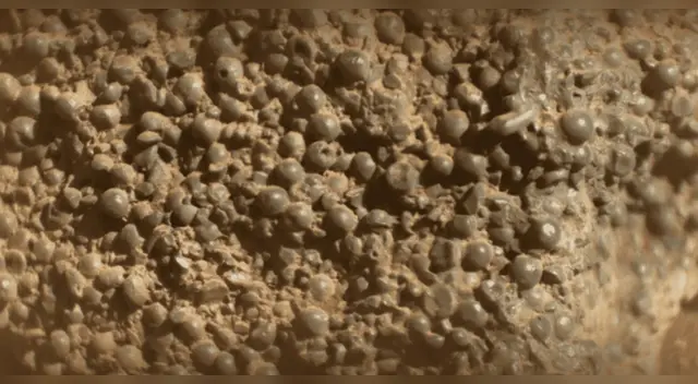 ¿Criaturas alienígenas? Huevos de araña encontrados en Marte desconciertan a la NASA.