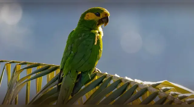 La pérdida de bosques arrincona al loro orejiamarillo.