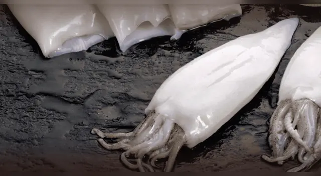 Científicos temen por el equilibrio marino tras el extraño aumento de pota en el litoral. Científicos temen por el equilibrio marino tras el extraño aumento de pota en el litoral.