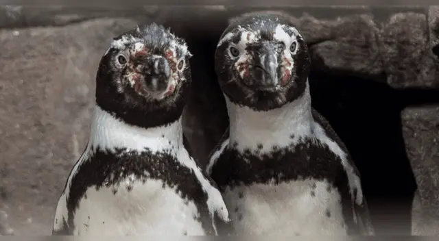 La historia de dos pingüinos machos que lograron ser padres.