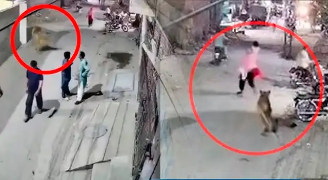 León causa terror en Pakistán.