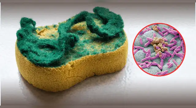 Especialista advierte que las esponjas de cocina albergan bacterias peligrosas, al igual que las heces. Especialista advierte que las esponjas de cocina albergan bacterias peligrosas, al igual que las heces.