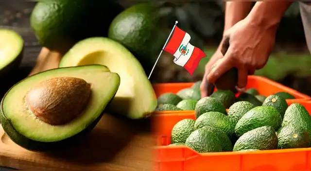 Productores mexicanos enfrentan pérdidas ante el incremento de más ofertas de mercado. Perú es uno de ellos