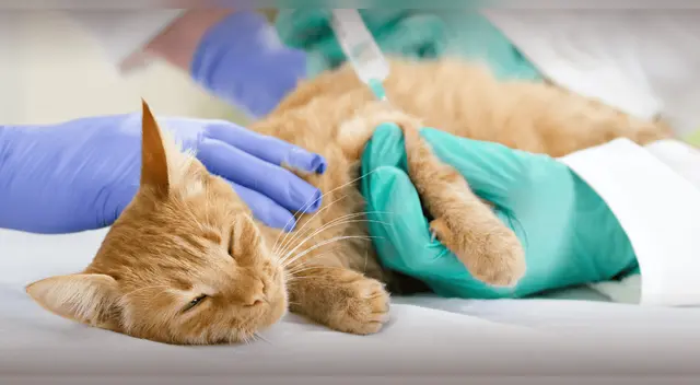 Científicos detectan bacteria multirresistente en mascotas domésticas.