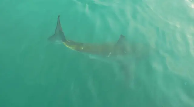 Tiburones arruinan el feriado en playas de Nueva York.