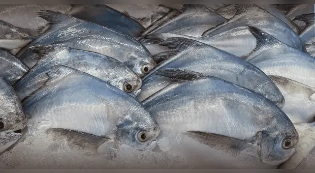 Nuevo parásito en peces amazónicos prende alertas sanitarias en Iquitos.