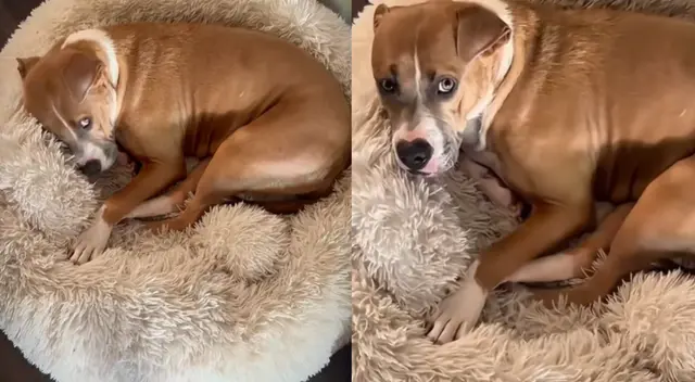 La esperanza se apagó perrita regresa sola tras ser rechazada por todas las familias. La esperanza se apagó perrita regresa sola tras ser rechazada por todas las familias.