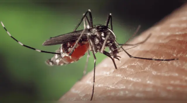 La ciencia le declara la guerra al dengue y la malaria con inteligencia artificial.