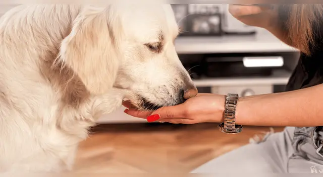 Estudio científico confirma que los perros pueden detectar el Parkinson con un 98% de efectividad.