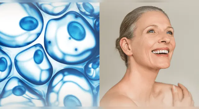 Científicos reprogramarán las células para su rejuvenecimiento.