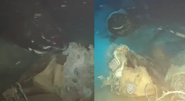 Lanzaron una vaca a las profundidades del mar de China: científicos querían simular el hundimiento de una ballena