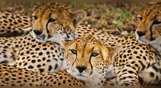 La ciencia explica por qué dos animales de distintas especies no pueden tener crías. La ciencia explica por qué dos animales de distintas especies no pueden tener crías.