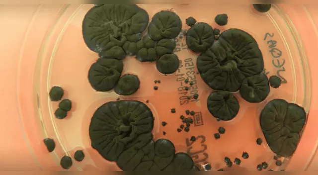 Científicos descubren hongo "come-radiación" que podría hacer posible la colonización espacial. Científicos descubren hongo "come-radiación" que podría hacer posible la colonización espacial.