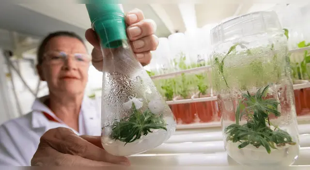 Silene stenophylla: la planta de 32.000 años revivida por científicos rusos.