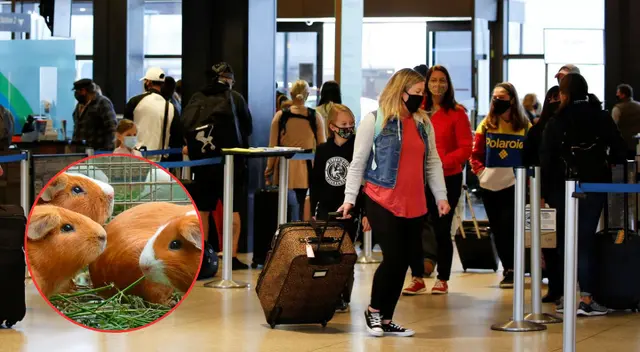 Multas de hasta $1000 por alimentos prohibidos en aeropuertos de EE.UU. Multas de hasta $1000 por alimentos prohibidos en aeropuertos de EE.UU.