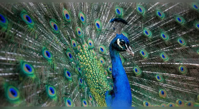 Científicos revelan que los pavos reales pueden emitir láser desde sus plumas.