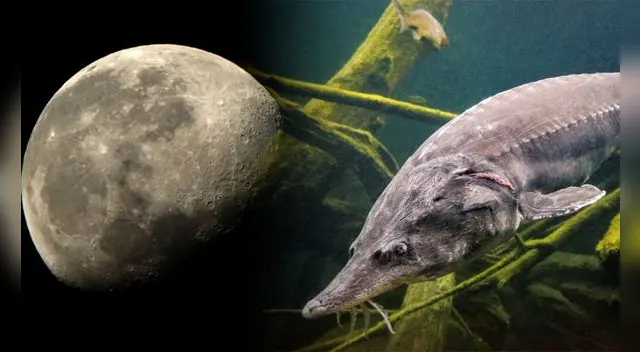 El evento astronómico más esperado de agosto de 2025.