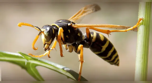 Hallan un nido de avispas radioactivas en una antigua fábrica de bombas nucleares.