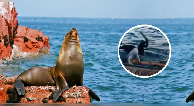 Pescador es condenado a prisión efectiva por brutal ataque a lobo marino