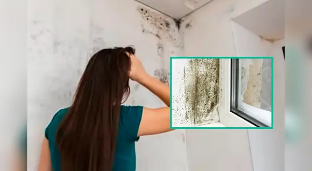 Trucos para evitar el moho en la pared de forma rápida y sencilla usando productos que ya tienes en casa