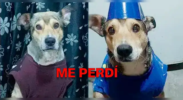 Corazón roto en Los Olivos: familia implora ayuda para hallar a su perrito herido y perdido