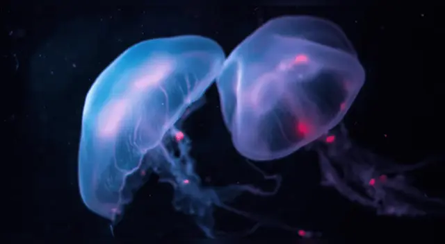 Científicos descubren extraña frontera que nadie puede cruzar, ni siquiera las medusas.