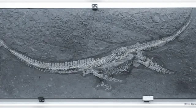 Paleontólogos encuentran una nueva especie de reptil marino de cuello largo.