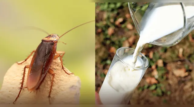 La leche de cucaracha podría ser la solución para alimentar a la humanidad en el futuro.
