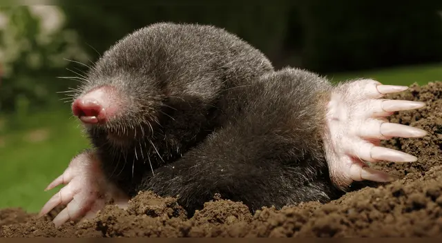 El fósil hallado en España de un mamífero prehistórico podría reescribir por completo su historia evolutiva. El fósil hallado en España de un mamífero prehistórico podría reescribir por completo su historia evolutiva.