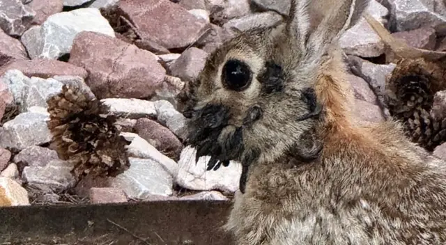 Temor en comunidades de EE.UU. por conejos con tentáculos que podrían portar enfermedades. Temor en comunidades de EE.UU. por conejos con tentáculos que podrían portar enfermedades.
