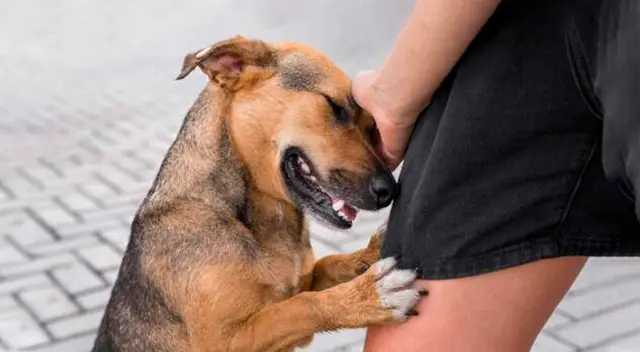 ¿Qué significa el tierno acto de acariciar perros en la calle, según la psicología?