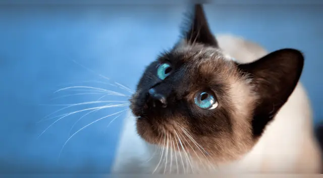 Científicos estudian gatos para nuevas terapias contra el Alzheimer.