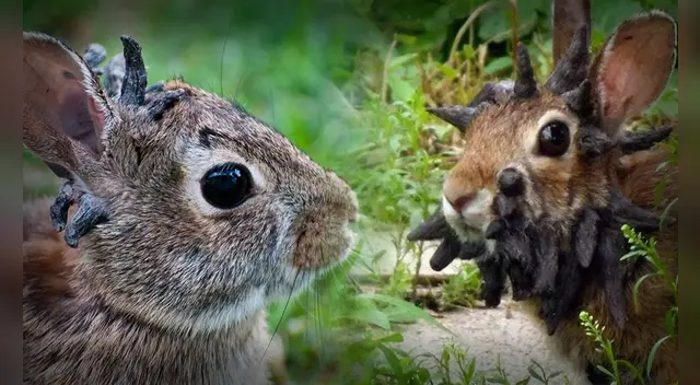 Conejos con cuernos: misterioso suceso tiene una sorprendente explicación biológica.