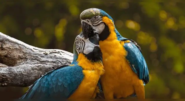 Un fenómeno insólito de la naturaleza: el cambio de sexo en aves es más común de lo que creías.