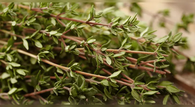 La ciencia lo confirma: esta planta aromática es tu mejor aliada contra la gripe.