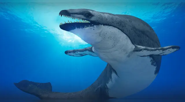 Ballena con dientes de tiburón: descubren impactante fósil que reescribe la historia evolutiva.