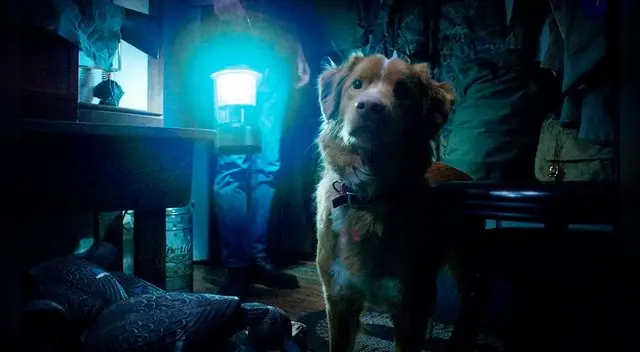 'Good Boy' es una película de terror que se cuenta desde la perspectiva del can. Foto: Rotten Tomatoes