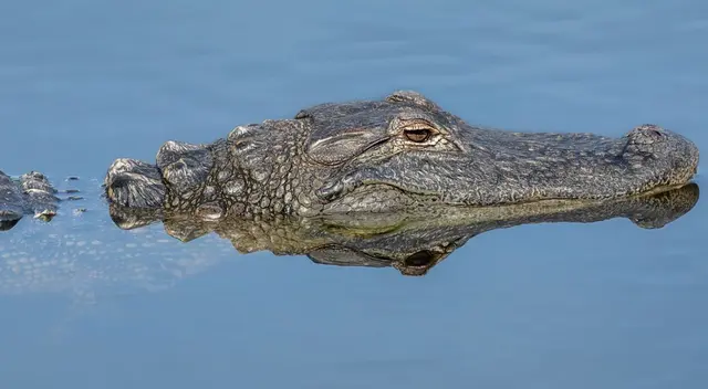 Collier bajo impacto caimán agrede a mujer en sendero concurrido del suroeste. Collier bajo impacto caimán agrede a mujer en sendero concurrido del suroeste.