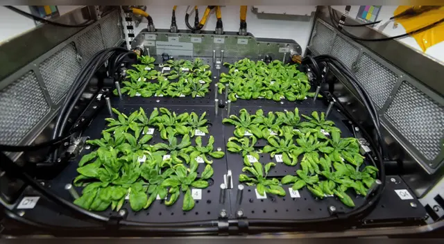 Así es la primera ‘granja’ espacial de alimentos que desarrolla la NASA para los astronautas.