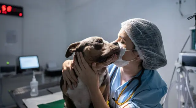 Veterinaria GRATIS este 24 de agosto: conoce los lugares y servicios disponibles para tu mascota